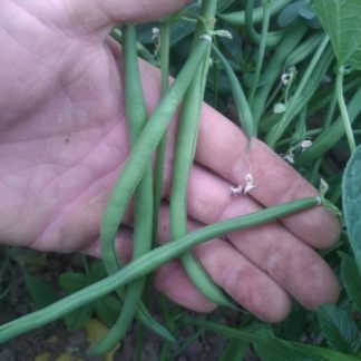 Haricots verts 500g
