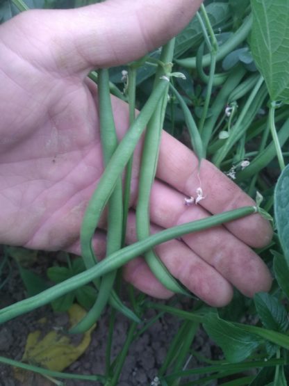Haricots verts 500g