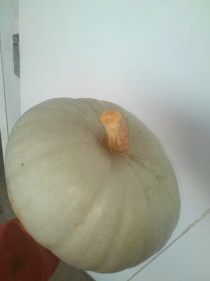 Courge Bleue de Hongrie 1kg